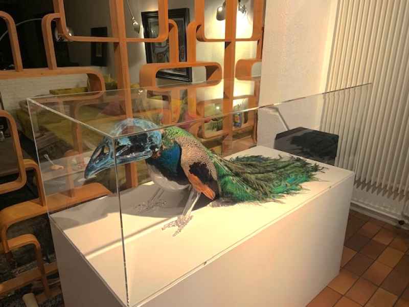 Boite vitrine / coiffe en plexi