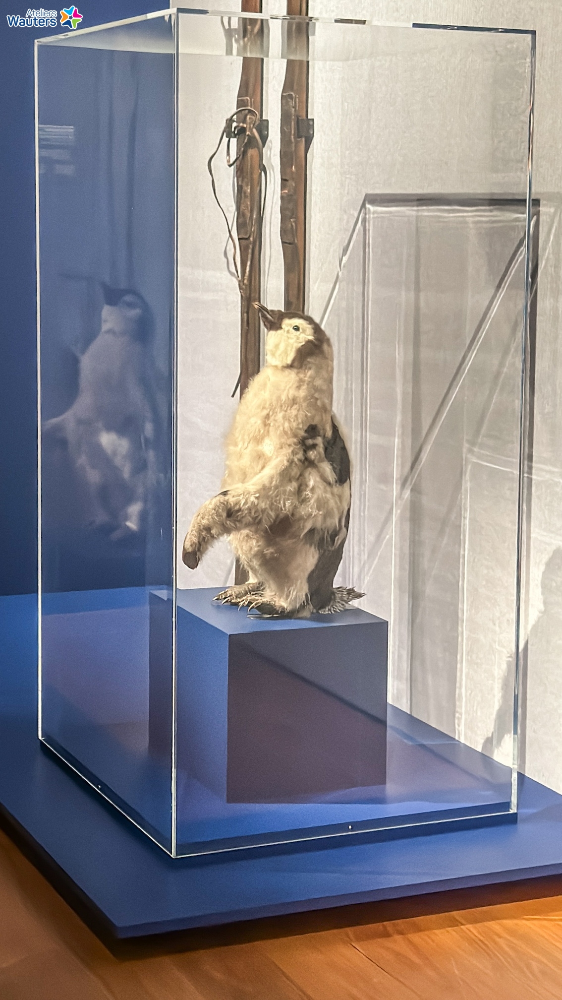 boîte vitrine - coiffe en plexi